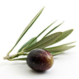 liść oliwnego gaju